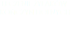  LECZENIE ŻYLAKÓW KOŃCZYN DOLNYCH